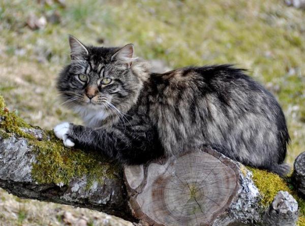 ¿Cuáles son las razas de gatos más antiguas del mundo? - 7. Bosque de Noruega