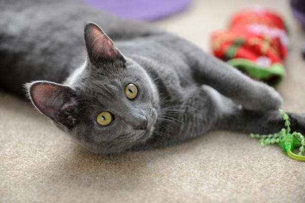 ¿Cuáles son las razas de gatos más antiguas del mundo? - 8. Korat