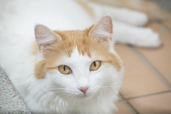 ¿Cuáles son las razas de gatos más antiguas del mundo? - 5. Furgoneta turca