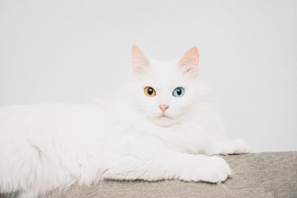 ¿Cuáles son las razas de gatos más antiguas del mundo? - 4. Angora turca