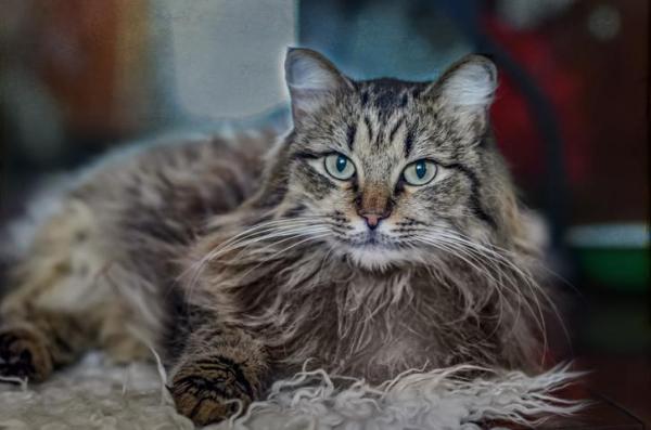 ¿Cuáles son las razas de gatos más antiguas del mundo? - 14. siberiano