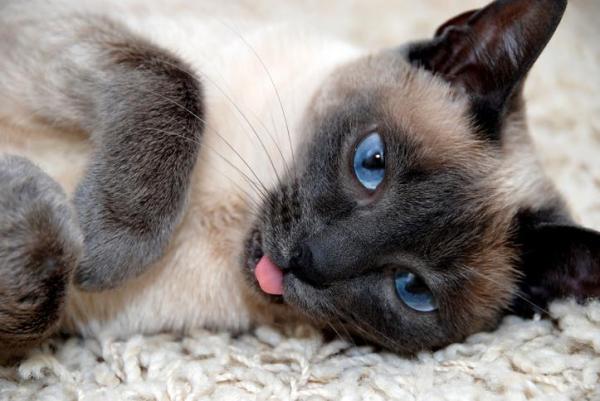 ¿Cuáles son las razas de gatos más antiguas del mundo? - 9. siamés
