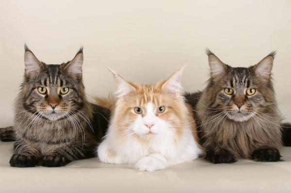 ¿Cuáles son las razas de gatos más antiguas del mundo? - 13. Maine Coon