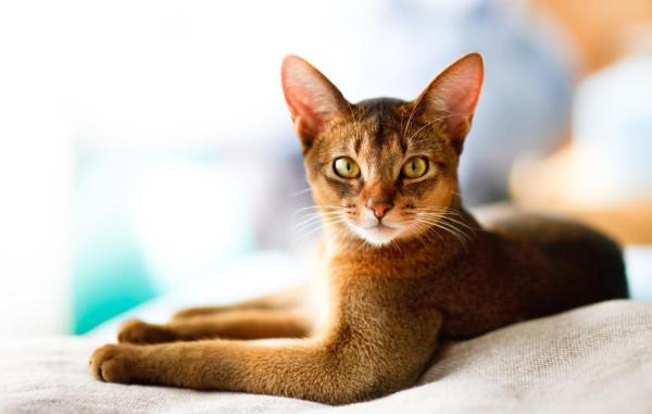 ¿Cuáles son las razas de gatos más antiguas del mundo? - 10. Abisinio