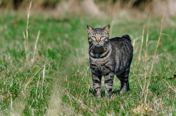 ¿Cuáles son las razas de gatos más antiguas del mundo? - 12. Isla de Man