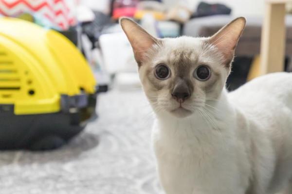 ¿Cuáles son las razas de gatos más antiguas del mundo? - 15. Singapur