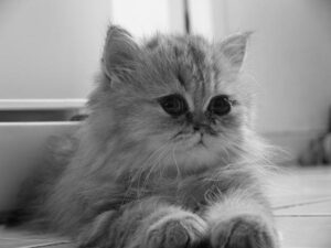 ¿cuáles Son Las Razas De Gatos Más Antiguas Del Mundo?