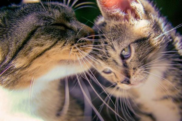 Cómo hacer que un gato se canse: ¿Has pensado en darle un hermano o hermana a tu gato?