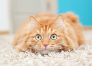 Cómo Cansar a Un Gato
