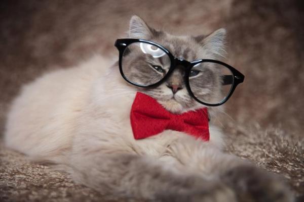 Nombres para gatos que empiezan por M - Otros nombres para gatos que empiezan por M