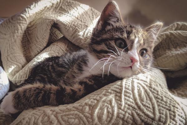 Nombres de gatos que comienzan con M: nombres de personajes ficticios para gatos que comienzan con M