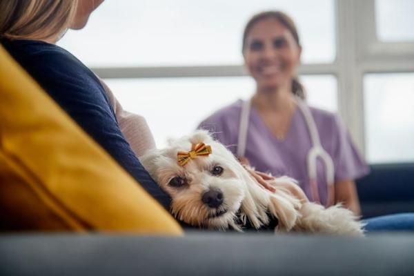 ¿Los perros necesitan vacunas todos los años? - ¿Es necesario vacunar a los perros cada año?