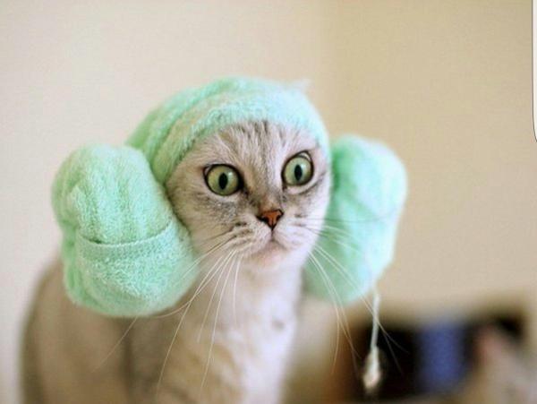 Nombres frikis para gatos - Nombres frikis para gatos machos