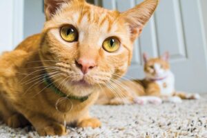 Nombres Frikis Para Gatos