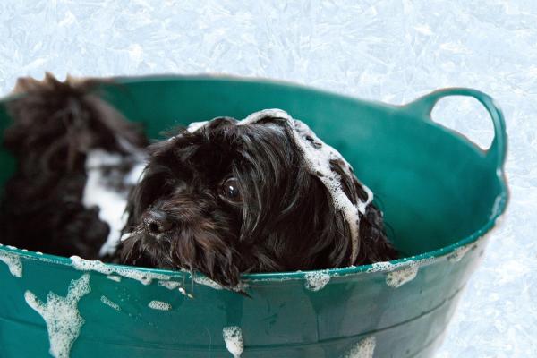 ¿Con qué frecuencia necesitan bañarse los perros?  - Mantener la higiene