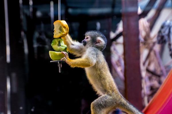 ¿Se puede tener un mono como mascota? - Tener un mono como mascota.