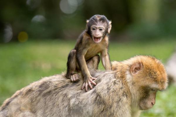 ¿Se puede tener un mono como mascota? - Cría en cautividad de monos y efectos sobre el comportamiento.
