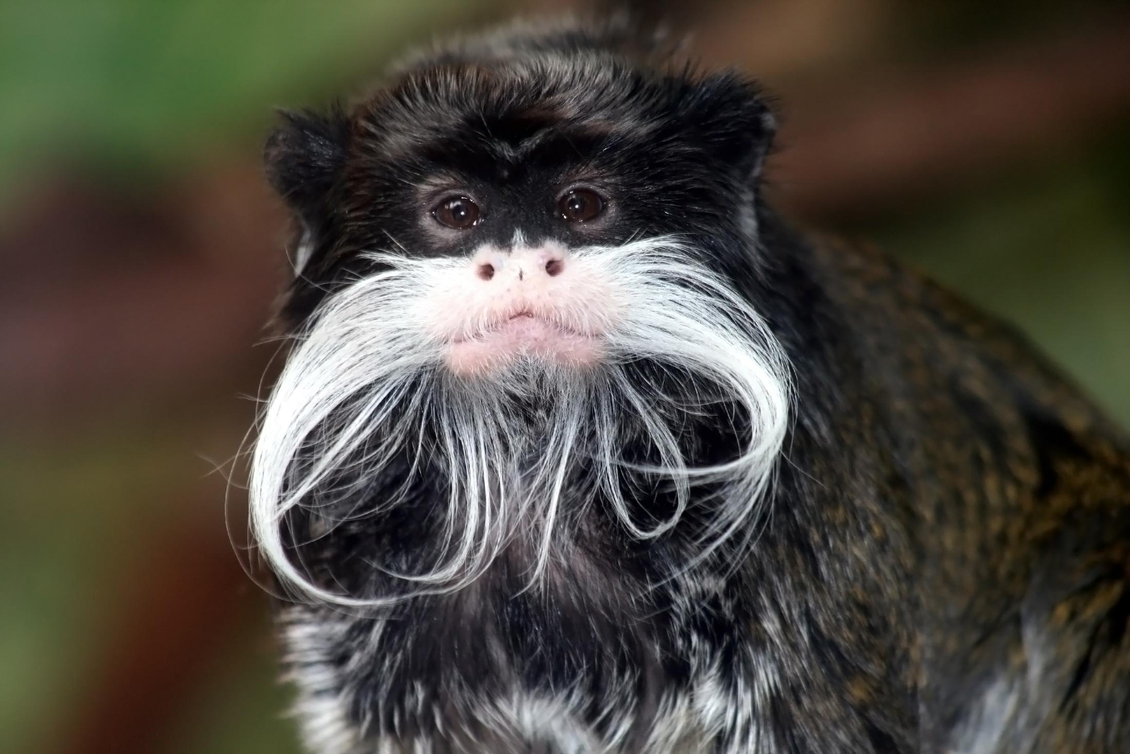 ¿Se Puede Tener Un Mono Como Mascota? ¿se Puede Tener Un Mono Como Mascota?