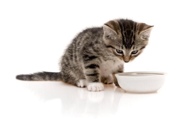 ¿Cuánta comida debo darle a mi gato?  - ¿Cuánta comida debe comer un gatito?
