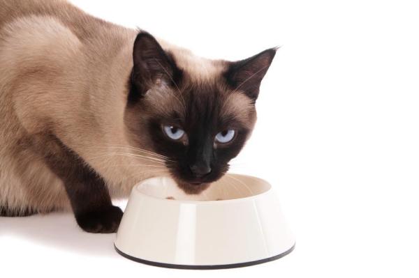 ¿Cuánta comida debo darle a mi gato?  - ¿Cuánta comida debo darle a mi gato viejo?