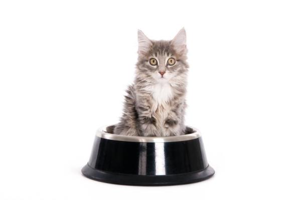 ¿Cuánta comida debo darle a mi gato?  - ¿Cuánto debe comer un gato?  - Consideraciones Generales