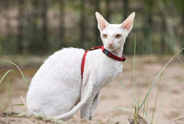 8 razas de gatos que mudan menos pelo - 5. El Cornish Rex