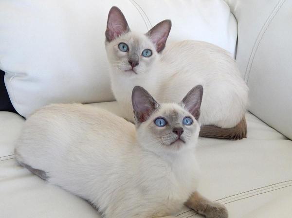 8 razas de gatos que mudan menos pelo - 6. El gato tonkinés