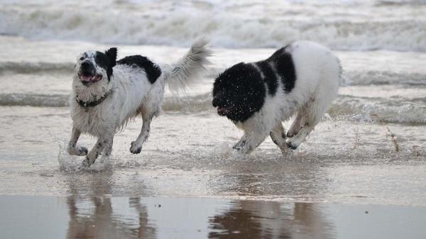 Perros de rescate acuático: Héroes de cuatro patas - Perros de rescate acuático heroicos
