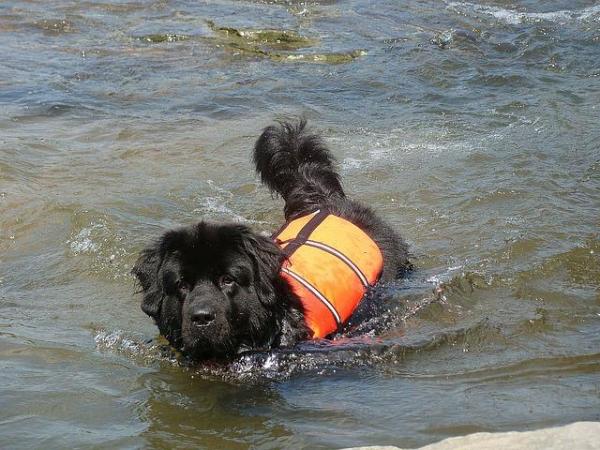Perros de rescate acuático: Héroes de cuatro patas - Adiestramiento de perros de rescate