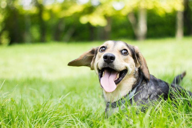 Las 10 Razas De Perros Más Saludables
