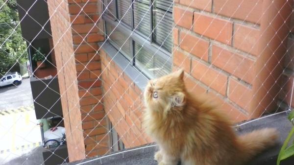 ¿Puede un gato vivir en un apartamento?  - Cómo ayudar a un gato a vivir en un apartamento