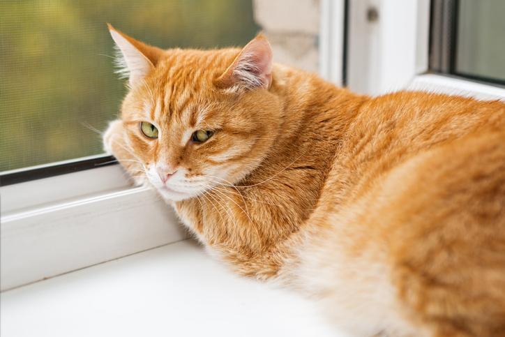 ¿puede Un Gato Vivir en Un Apartamento?