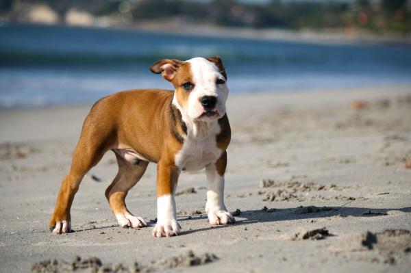 ¿Por qué mi perro se come todo lo que ve? - Hábitos desde su etapa de cachorro