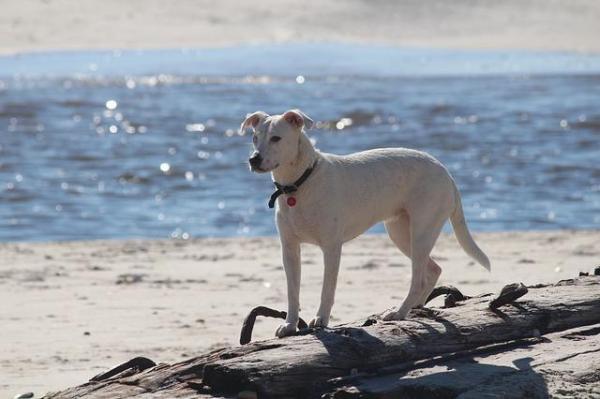 ¿Por qué mi perro se come todo lo que ve? - Buscan atención.