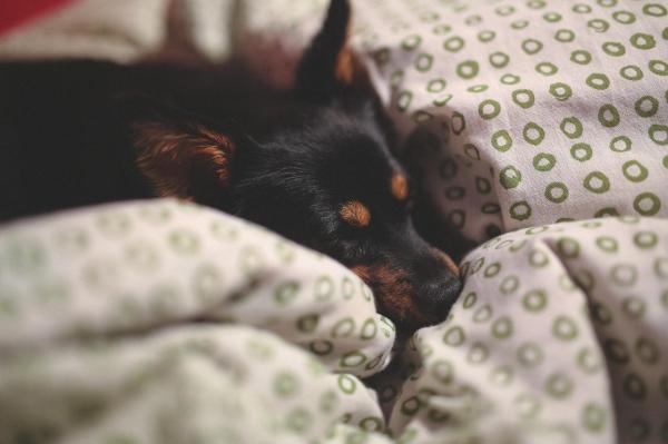 ¿Por qué mi perro se come todo lo que ve? - Comportamiento compulsivo y repetitivo debido al estrés o la ansiedad.