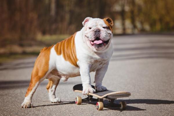 ¿Por qué mi perro se come todo lo que ve? - Están aburridos