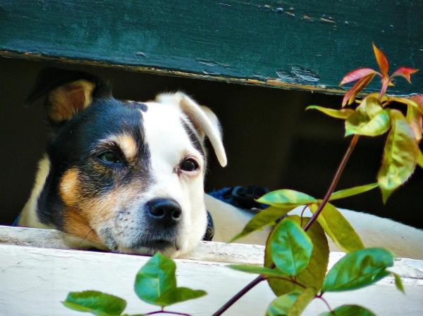 ¿Por qué mi perro se come todo lo que ve? - ¿Qué hacer si mi perro se come todo lo que ve?