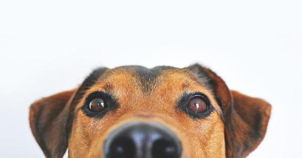 ¿Por qué mi perro se come todo lo que ve? - El perro ha comido algo accidentalmente.