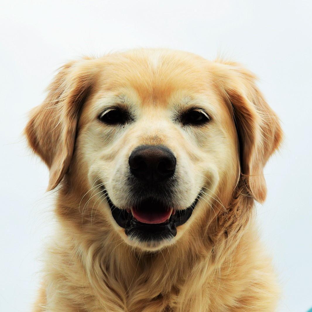 ¿Por Qué Mi Perro Se Come Todo Lo Que Ve? ¿por Qué Mi Perro Se Come Todo Lo Que Ve?