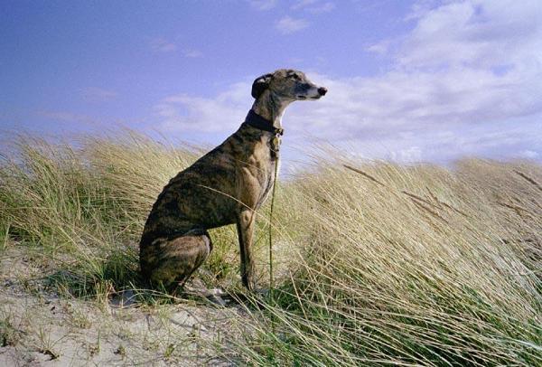 Cuidando un Galgo Español - Cómo cuidar el pelaje de un Galgo Español