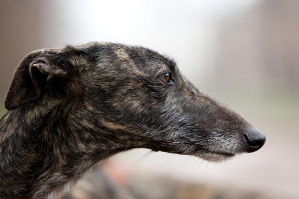 Cuidando a un Galgo Español - Necesidades sociales de los galgos