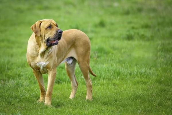 Los 10 mejores perros guardianes: perros guardianes para casas grandes y fincas