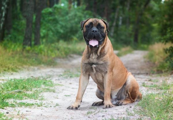 Los 10 mejores perros guardianes -