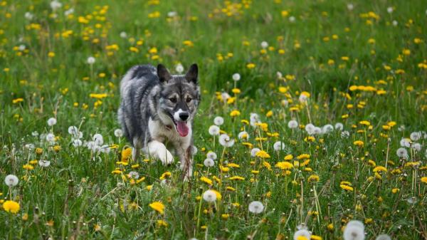 Los 10 mejores perros guardianes: perros guardianes de fronteras