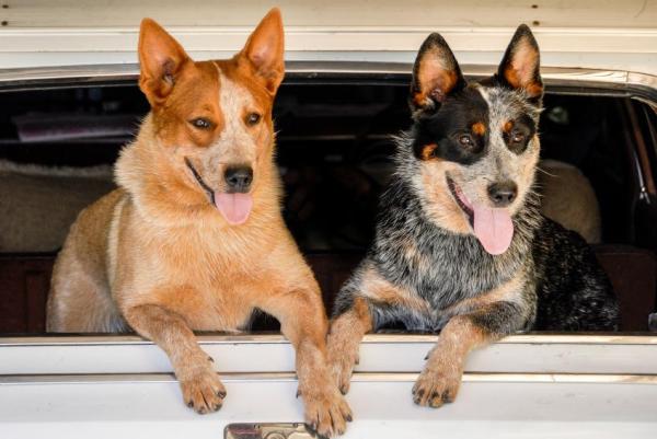 Los 10 mejores perros guardianes -