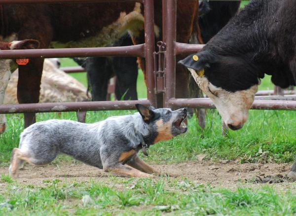 Los 10 mejores perros guardianes -