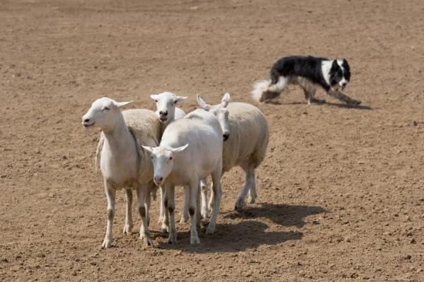 Los 10 mejores perros guardianes -