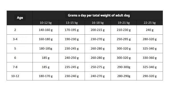 ¿Cuánta comida necesita un Beagle? - ¿Cuánto debe comer un cachorro beagle?