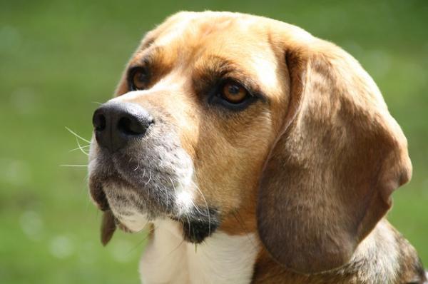 ¿Cuánta comida necesita un Beagle? - ¿Cuánto debe comer un Beagle anciano?