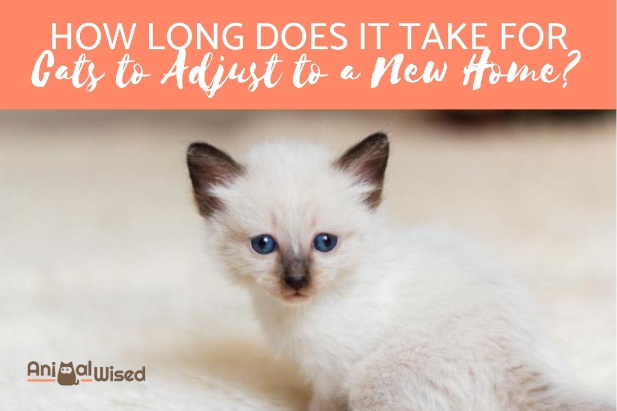 ¿Cuánto Tiempo Tarda Un Gato en Adaptarse a Un Nuevo Hogar? ¿cuánto Tiempo Tarda Un Gato en Adaptarse a Un Nuevo